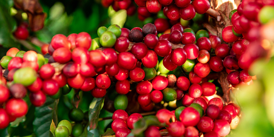 スペシャリティ写真１