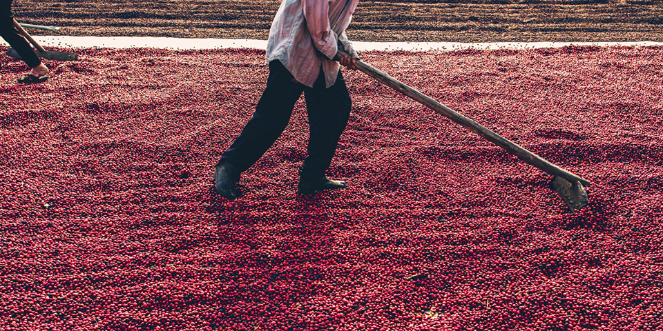 スペシャリティ写真２